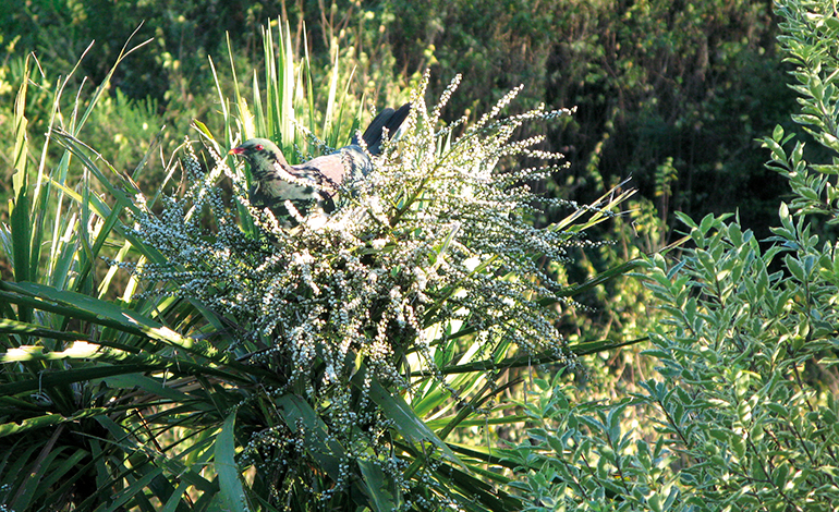 Urban plan Napier Hastings New Zealand PDF